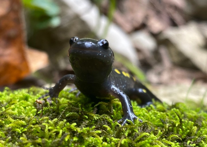 Spotted Salamander